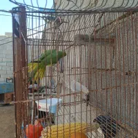 طوطی ماده|پرنده|چابهار, |دیوار