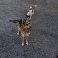 ژرمن نر اصیل درشت
