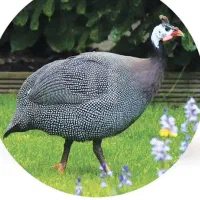 مرغ شاخ دار