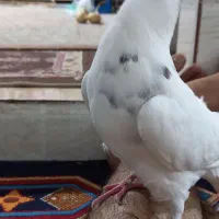 برفی نر دستی|پرنده|تربت جام, یحیی آباد|دیوار