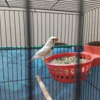 دو جفت فنچ کینک نر و ماده