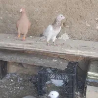 سرور ذات قدیم