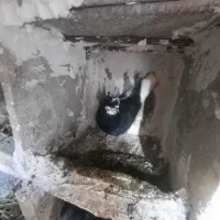 کبوتر فراری نر جوجه داره