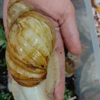 حلزون آچاتینا