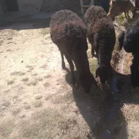 باسلامقوچشیشک|حیوانات مزرعه|قره پشتلو, |دیوار