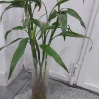 بامبو تایلندی رومیزی