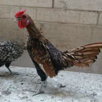 خروس سپرایت جوان وسالم طلایی ۴۹۰