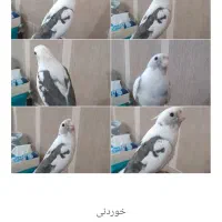 گمشده،مژدگانی