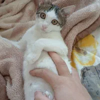 واگذاری رایگان گربه ۳ماه