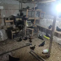 کبوتر داغ چشم نوک گره زمینی