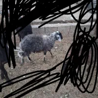 بره نر و ماده سبک وزن|حیوانات مزرعه|محمدشهر, محمدشهر|دیوار