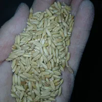 گندم بوجاری شده