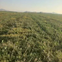 بذر یونجه در جه یک قره اصلاح شده ژنتیکی
