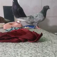 رنگی|پرنده|مسجد سلیمان, |دیوار