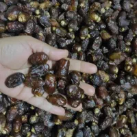 خرمای برحی ابادان وبریم