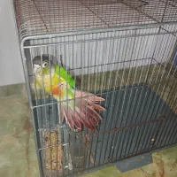 طوطی گرینچیک