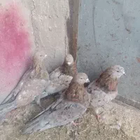 ۴عددسوربازیکن نر|پرنده|بم, |دیوار