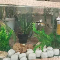 ماهی|ماهی|فسا, |دیوار