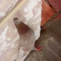 سبز ملقی|پرنده|بم, |دیوار