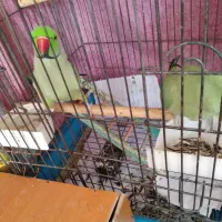 جفت ملنگو مست مست و کوتوله برزیلی مولد|پرنده|تبریز, |دیوار