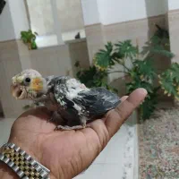 عروس هلندی جفت وجوجه سرلاکی|پرنده|رفسنجان, |دیوار