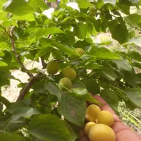 نهال زرد آلوی زابلی با تاک روچه