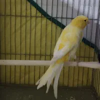 قناری نر سوپر سانتی دم ۱۱