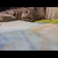 واگذاری گربه رایگان|گربه|بابل, |دیوار