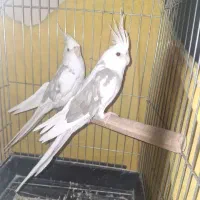 عروس هلندی مولد