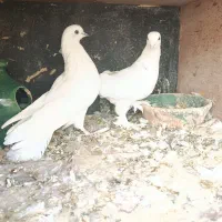 چهار جفت کفتر پرشی تزیینی رواعب جوجه حندقی|پرنده|قم, شهرک مهدیه (مدرس)|دیوار