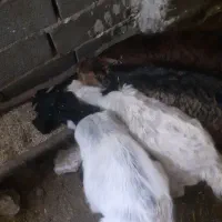 سلام دوستام ۴ دونه بز غاله