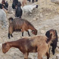 معاوضه ۶۰ عدد بز و بزغاله با خودرو یا نقدی|حیوانات مزرعه|بهبهان, |دیوار