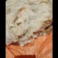 پشم گوسفند