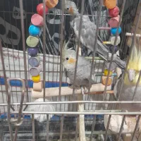 عروس هلندی جوان