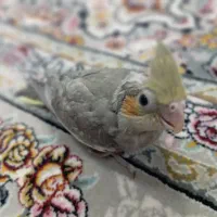 عروس هلندی|پرنده|اهواز, کوی باهنر|دیوار