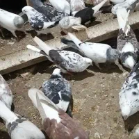 25 تا کبوتر|پرنده|لشت نشا, |دیوار