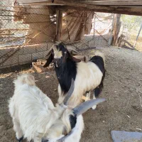 فروش دو راس پازن دو رگه|حیوانات مزرعه|جم, |دیوار