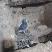 ۹تادوبر|پرنده|اردبیل, |دیوار