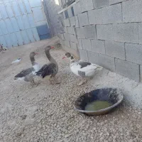 غاز نر و ماده