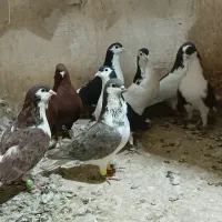 ۸تارنگه قلدرچپ ساده دم سفیدچپ هفرنگ همه نر