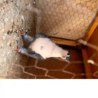 کفتر ساده کرواتی سبز نر پرشی