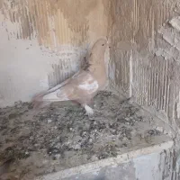 کفتر طوقی کله سینه|پرنده|شیراز, دکتر حسابی|دیوار