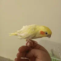 یه عدد عروس هلندی