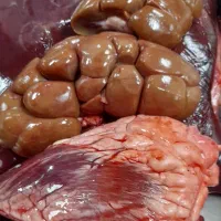 کوی معین زاده|خوردنی و آشامیدنی|اهواز, معین زاده|دیوار