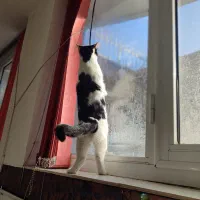 گربه گمشده|حیوانات|تبریز, |دیوار