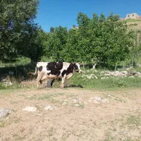 گاو شیری