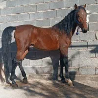 کره نریان کهر سه به چهار سال