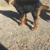 بزغاله|حیوانات|الیگودرز, |دیوار