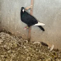 پرنده کبوتر قره سیاه