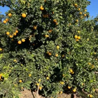 پرتقال تامسون و خونی|عمدهفروشی|گرگان, |دیوار